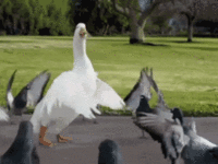 DoctorGoose