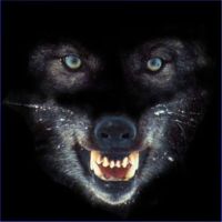 UnTamedWolf