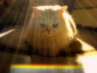 nyan_cat