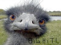 BryceRips
