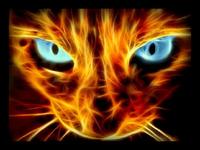 Kittie2010