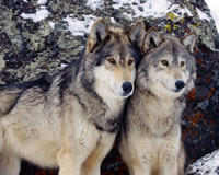 WolfDemon666