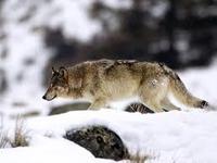 Jwolfslasher