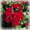 Innocent Roses