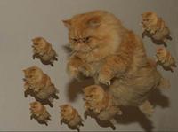 OwlKittens
