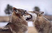 TeN-Wolf