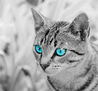 Snowangelcat's Avatar