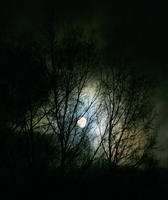 MidnightStar21