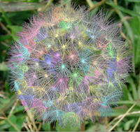Hedgehogz