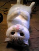 Marshymallow