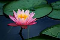 LillyPad