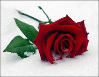 Rose0298