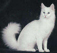 whiskas