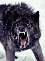 wolfmetal