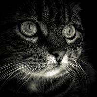 Kitts