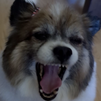 PhantomPuppy