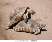 iliketurtles.