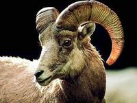 Goatboy474