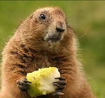OlympicMarmot