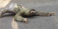 TC_Sloth