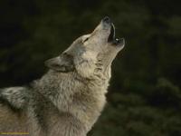 shadowWolfpack