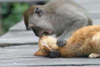 MonkeyKat