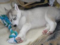 MyaWolf