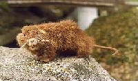 suicidalmuskrat's Avatar
