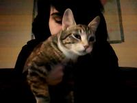 catmeow