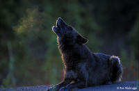 Shadow_Wolf-