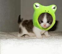 MonkeyTurtlez