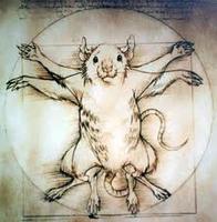 Lab_Rat