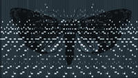 Icarus Moth's Avatar