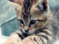 Kitten Tickler