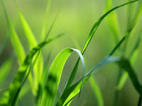 Cleb of Grass
