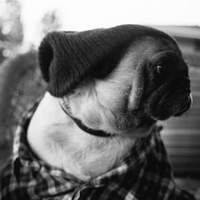 zamfur