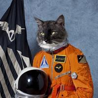 Meowington