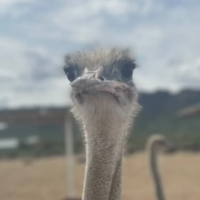 Jararered