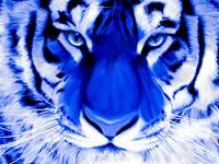 TigerBizNiz