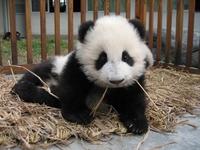 highh im pandaa