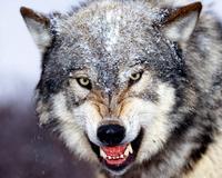 Wolfprincess99