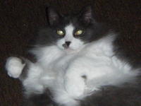 Storm_Billy
