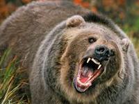 OneAngryBear