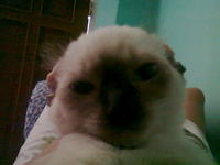Nince