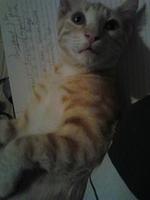 scarcat3