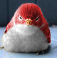 Seriousalan