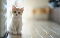 meowkat1234