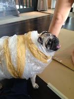 PugsOfWater