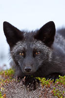 shadowfox_00