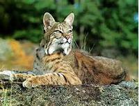 catlord123